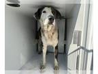 Catahoula Leopard Dog-Pointer Mix DOG FOR ADOPTION RGADN-1387781 - TOBY -