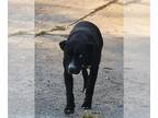 Huskies -Staffordshire Bull Terrier Mix DOG FOR ADOPTION RGADN-1387787 - CHIVE -
