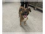 Boxer Mix DOG FOR ADOPTION RGADN-1387792 - ZOEY - Boxer / Mixed (short coat) Dog