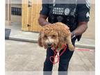 Poodle (Miniature) DOG FOR ADOPTION RGADN-1387815 - A628083 - Poodle (Miniature)