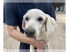 Beagle Mix DOG FOR ADOPTION RGADN-1387818 - A628091 - Beagle / Mixed (medium