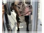 Boxer Mix DOG FOR ADOPTION RGADN-1387820 - HASHBROWN - Boxer / Mixed (short