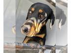 Rottweiler Mix DOG FOR ADOPTION RGADN-1387826 - LEMON - Rottweiler / Mixed