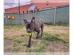 Boxer Mix DOG FOR ADOPTION RGADN-1387830 - PICCOLO - Boxer / Mixed (short coat)