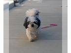 Shih Tzu DOG FOR ADOPTION RGADN-1387831 - EMMA - Shih Tzu (medium coat) Dog For