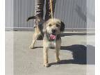 Cairn Terrier Mix DOG FOR ADOPTION RGADN-1387832 - HARDLY WORKIN - Cairn Terrier