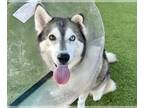 Mix DOG FOR ADOPTION RGADN-1387833 - NALA - Husky (medium coat) Dog For