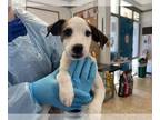 Feist Terrier Mix DOG FOR ADOPTION RGADN-1387836 - FAJITA - Feist / Mixed