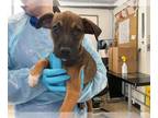Mastiff Mix DOG FOR ADOPTION RGADN-1387839 - SALSA - Mastiff / Mixed (medium