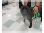 Australian Kelpie Mix DOG FOR ADOPTION RGADN-1387844 - BOOMERANG - Australian