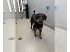 Rottweiler-Wheaten Terrier Mix DOG FOR ADOPTION RGADN-1387847 - RUFUS - Wheaten