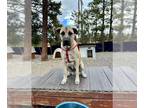 Anatolian Shepherd DOG FOR ADOPTION RGADN-1387852 - JEAN-BAPTISTE - Anatolian