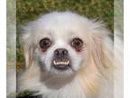 Shinese DOG FOR ADOPTION RGADN-1387856 - Fiona - Pekingese / Shih Tzu / Mixed