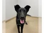 Shepradors DOG FOR ADOPTION RGADN-1387858 - SPOOKY - Labrador Retriever / German