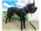 Great Dane DOG FOR ADOPTION RGADN-1387859 - DEEBO - Great Dane (medium coat) Dog