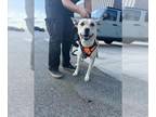 Siberian Husky DOG FOR ADOPTION RGADN-1387864 - MARYANNE - Siberian Husky