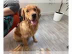 Golden Retriever DOG FOR ADOPTION RGADN-1387868 - Kayla - Golden Retriever