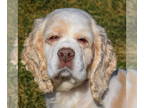 Cocker Spaniel DOG FOR ADOPTION RGADN-1387871 - Snowball - Cocker Spaniel