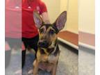 German Shepherd Dog DOG FOR ADOPTION RGADN-1387872 - PRINCESS - German Shepherd
