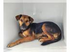 Harrier DOG FOR ADOPTION RGADN-1387875 - WILDER - Harrier (short coat) Dog For