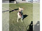 German Shepherd Dog Mix DOG FOR ADOPTION RGADN-1387883 - JUNO - German Shepherd