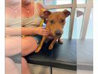 Staffordshire Bull Terrier Mix DOG FOR ADOPTION RGADN-1387884 - POLLY GEIST -