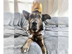 Bloodhound-German Shepherd Dog Mix DOG FOR ADOPTION RGADN-1387894 - SHILOH -