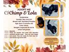 Poodle (Standard) DOG FOR ADOPTION RGADN-1387900 - Lola - Poodle (Standard) Dog