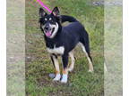 Border Collie Mix DOG FOR ADOPTION RGADN-1387906 - 241490 Nicki - Shepherd /