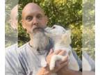 Papi-Poo DOG FOR ADOPTION RGADN-1387910 - Lark - Poodle (Miniature) / Papillon /