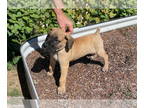 Great Dane Mix DOG FOR ADOPTION RGADN-1387911 - Carl - Boerboel Mastiff / Great