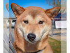 Shiba Inu DOG FOR ADOPTION RGADN-1387913 - Ayden - Shiba Inu (short coat) Dog