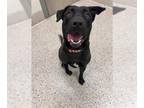 Labrador Retriever Mix DOG FOR ADOPTION RGADN-1387917 - BABY GIRL - Labrador