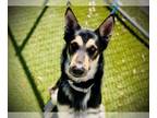 German Shepherd Dog DOG FOR ADOPTION RGADN-1387931 - JACK - German Shepherd Dog