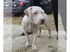 Dogo Argentino Mix DOG FOR ADOPTION RGADN-1387941 - NENA - Dogo Argentino /