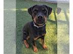 Rottweiler Mix DOG FOR ADOPTION RGADN-1387944 - A5657913 - Rottweiler / Mixed