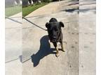 Shepradors DOG FOR ADOPTION RGADN-1387948 - *JULIO - German Shepherd Dog /