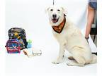 Great Pyrenees DOG FOR ADOPTION RGADN-1387949 - MOANA - Great Pyrenees (medium