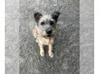 Cairn Terrier DOG FOR ADOPTION RGADN-1387954 - BENJI - Cairn Terrier (medium