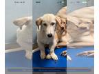 Huskies -Poodle (Miniature) Mix DOG FOR ADOPTION RGADN-1387960 - Winston - Husky