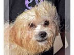 Shih Tzu Mix DOG FOR ADOPTION RGADN-1387964 - Adam - Shih Tzu / Poodle (unknown