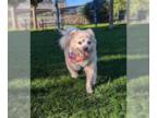 Shiranian DOG FOR ADOPTION RGADN-1387965 - Bentley - Shih Tzu / Pomeranian /