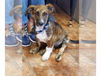 Dachshund DOG FOR ADOPTION RGADN-1387972 - Monty - Dachshund / Plott Hound
