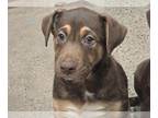 Australian Shepherd DOG FOR ADOPTION RGADN-1387976 - TWINKLE - Australian