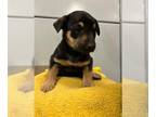 Miniature Pinscher DOG FOR ADOPTION RGADN-1387979 - KOTA - Miniature Pinscher