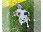 American Staffordshire Terrier Mix DOG FOR ADOPTION RGADN-1387984 - BOLOGNA -