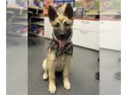 German Shepherd Dog-Huskies Mix DOG FOR ADOPTION RGADN-1387988 - LOTUS - German