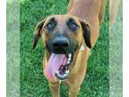 Whippet Mix DOG FOR ADOPTION RGADN-1387989 - Dog - Whippet / Mixed (medium coat)