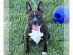 Boston Terrier Mix DOG FOR ADOPTION RGADN-1387998 - Skywalker - Boston Terrier /