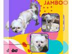 Shih Tzu DOG FOR ADOPTION RGADN-1387999 - Jambo (Ritzy) - Shih Tzu (long coat)